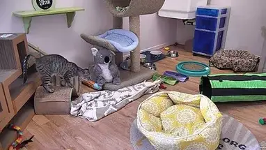 Kitten Rescue Cat, California Live Cam