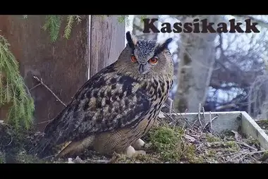 Webcam in a nest of Tawny owl, Estonia