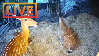 Zoo Café, Koh Phangan webcam en direct