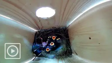 Ninho de chapim, Gelderland, Holanda webcam ao vivo