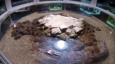 ワニマチルダ、水族館「シャークリーフ」 ウェブカメラのライブストリーム