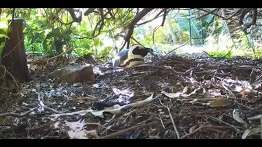 クルーガー野生動物マルチカム ウェブカメラのライブストリーム