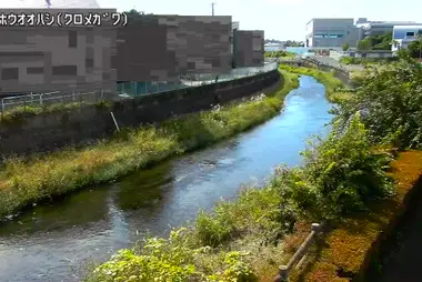 Rivière Kurome au pont Shinho Ohashi, Higashikurume