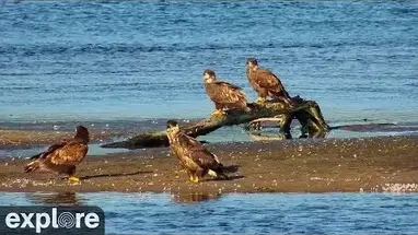 Веб-камера Озеро Оналаска, река Миссисипи в реальном времени