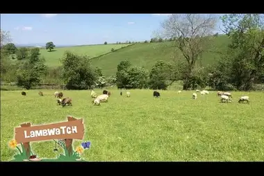 Lamb Watch webcam