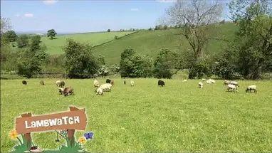 Vigilancia del cordero, Old Gloucester Street cámara web en vivo