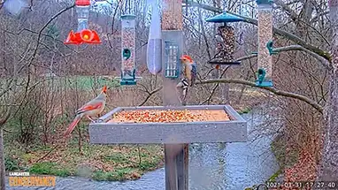 Escaladores Run Bird, Pensilvânia webcam ao vivo