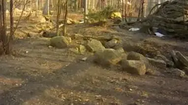 Leopar, Tallinn hayvanat bahçesi canlı web kamerası