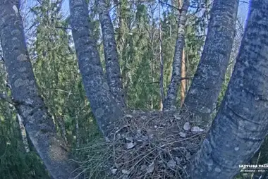 Gniazdo orlika krzykliwego, Łotwa