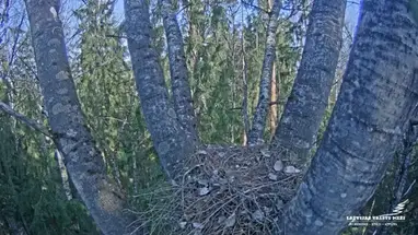 Gniazdo orlika krzykliwego, Łotwa kamera na żywo