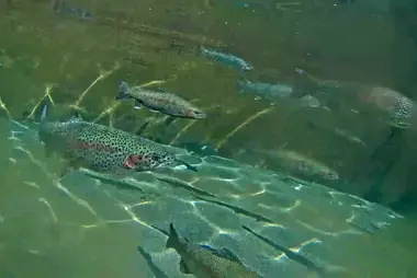 Estanque de trucha steelhead, criadero de peces de Lilliwaup
