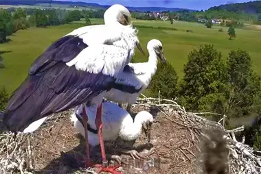 Webcam at the storks nest, Lindheim, Germany