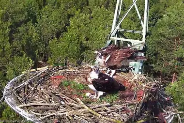 Webcam at the nest of Osprey, Lipka, Poland