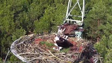 Ninho de águia-pescadora, Lipka, Polônia webcam ao vivo