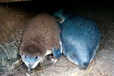 コガタペンギンの巣箱、ニュープリマス