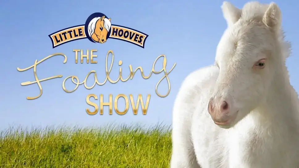 Live Webcam Little Hooves, Montesano