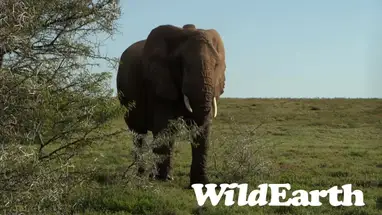 Safári Africano, Mpumalanga webcam ao vivo