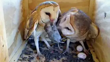 Trung tâm nuôi cú Barn, Florida phát trực tiếp qua webcam