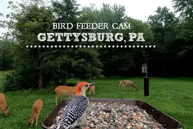 Bird Feeder Webcam, Gettysburg, PA