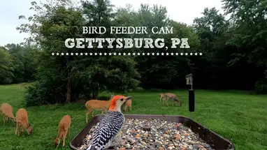 새 모이통, 게티즈버그 웹캠 라이브 스트림