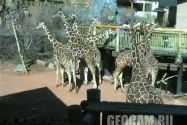 长颈鹿，夏安山动物园