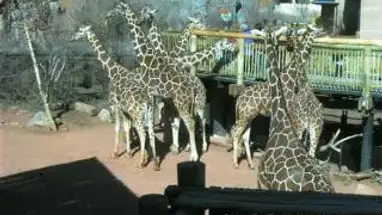 Giraffa, zoo della montagna di Cheyenne webcam dal vivo