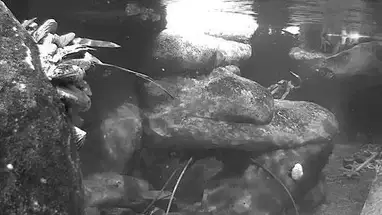 Pingüino bajo el agua, California cámara web en vivo