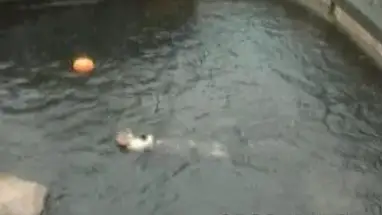 Lontra marina, Canada webcam dal vivo