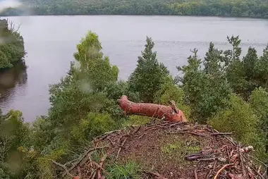 Osprey nest on Laws lake, Scotland