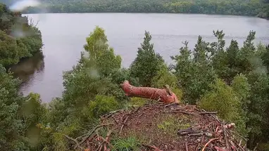 Osprey nest on Laws lake, Scotland Live Cam