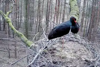 Webcam at the nest of black storks, Lodz Voivodeship
