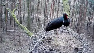 Black storks nest, Lodz Voivodeship Live Cam
