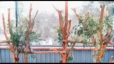 Lone Pine Koala Schutzgebiet Online-Webcam