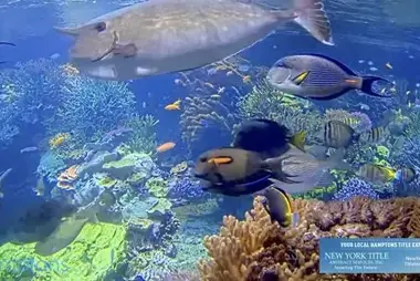 コーラル リーフ、ロングアイランド水族館