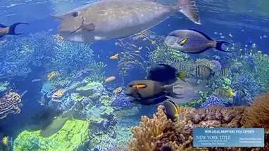 Korallenriff, Long Island Aquarium Online-Webcam