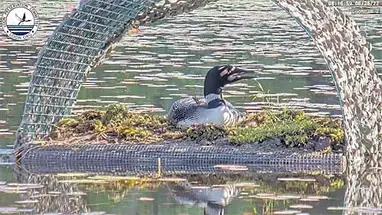 ルーン マウンテン リゾート (ニューハンプシャー州) ウェブカメラのライブストリーム