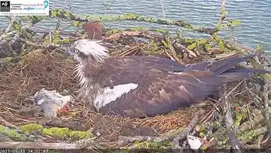 एलआरडब्ल्यूटी रटलैंड ऑस्प्रे नेस्ट, रटलैंड लाइव वेबकैम प्रसारण