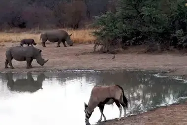 Mabula Gnu Pan, África do Sul