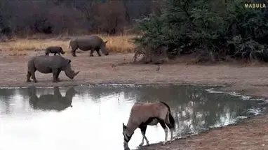 Веб-камера Мабула Гну Пан, Южная Африка в реальном времени