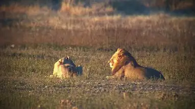 Tau Game Lodge, Nordwesten Online-Webcam