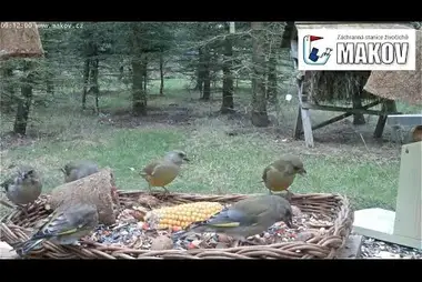 Webcam at the bird feeder in Makov Center