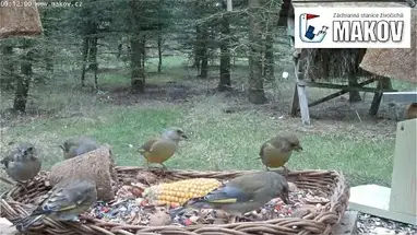 Bird feeder, Makov city center Live Cam