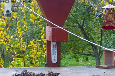 Comederos de aves en el jardín del oso Mansur, Vorotynsk
