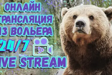 Mansur bear, Vorotynsk