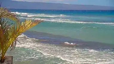 해양 보호구역, 하와이 웹캠 라이브 스트림