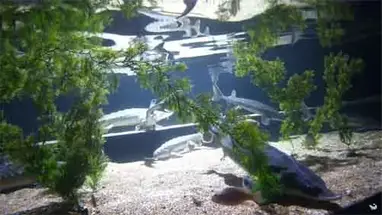 Akwarium Morskie w Norwalk kamera na żywo