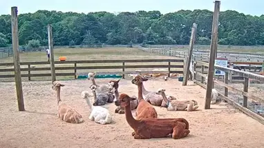 Fattoria di alpaca, Martha's Vineyard webcam dal vivo