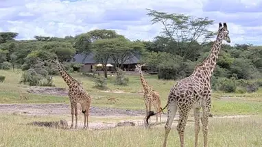 Masai Mara, Kenia cámara web en vivo
