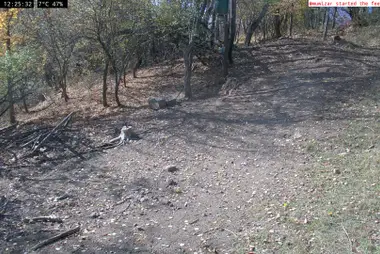 森の野生動物の餌場、マートラ山地