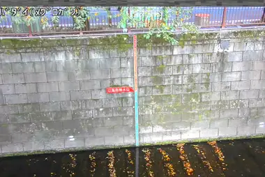 Fiume Meguro ad Aobadai, Meguro